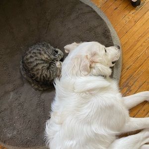 Meet your Posher, Devin